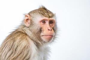Close-up of a monkey's face with soft fur and inquisitive eyes photo