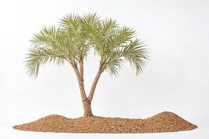 Single palm tree on a white background photo