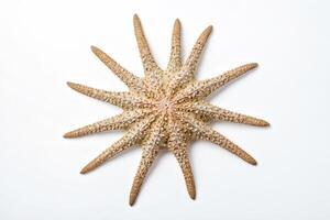 Closeup of a Dried Starfish on a White Background photo