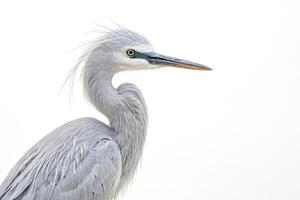 Close-up of a Grey Heron's Head and Neck Against a White Background photo