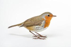 European Robin Isolated on White Background photo