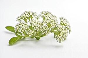 Delicate White Flowers on a White Background photo