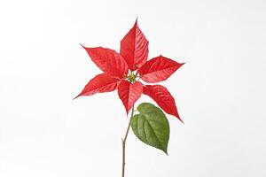 Red Poinsettia Flower with Green Leaf on White Background photo