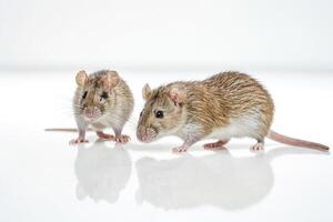 Two rats looking at the camera on a white background photo