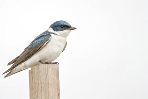 Tree Swallow Perched on a Wooden Post photo