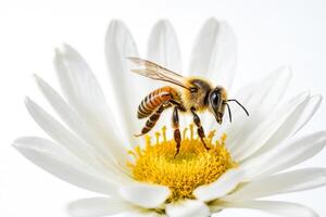 Honeybee on a White Daisy photo