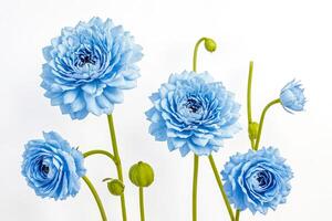 Blue Ranunculus Flowers on White Background photo