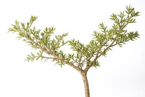 Olive Tree Branch Isolated on White Background photo