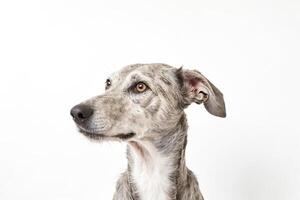 Portrait of a Grey and White Dog with Curious Eyes photo