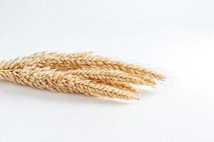 Wheat stalks on white background photo