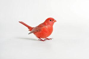 Red Bird on White Background photo