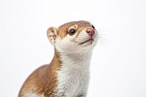 Close-up of a brown and white weasel photo