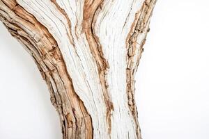 Close Up of Weathered Tree Bark photo