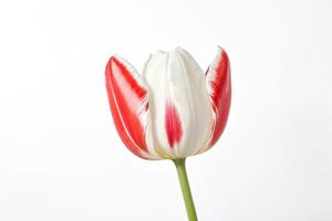 White and Red Tulip Isolated on White Background photo