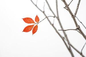 Red Leaf on a Branch Against White Background photo