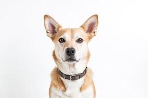 Close-Up Portrait of a Dog with Brown Eyes and a Leather Collar photo