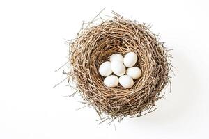 White Eggs in a Bird Nest photo