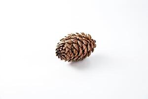 Close-up of a Single Pine Cone on a White Background photo