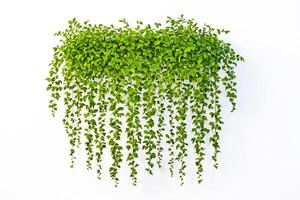 Green Ivy Plant Hanging Isolated on White Background photo