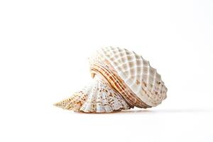 Closeup of a seashell on a white background photo