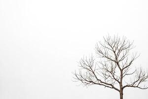Bare Tree Branch Against Cloudy Sky photo