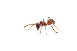 Close-Up of an Ant photo