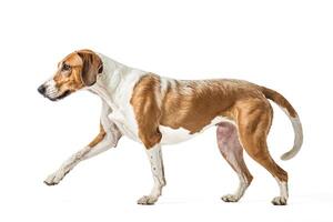 Portrait of a Brown and White Dog Walking photo