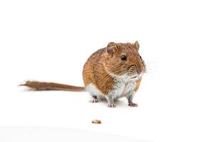 Adorable Brown Mouse with White Underbelly Sitting on White Background photo