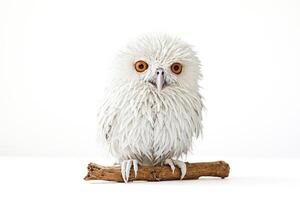 Wet Owl on Branch photo