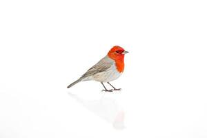 Red-Crested Cardinal Bird on White Background photo