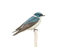 Tree Swallow Perched on a Branch photo