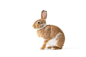 Cute brown rabbit with white patch on chest sitting on white background photo