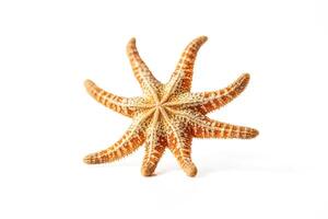 Starfish On White Background photo