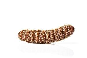 Close-up of a sea cucumber on a white background photo