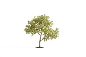 Small Tree Isolated on White Background photo
