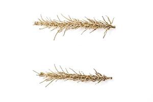 Two Dried Twigs on White Background photo