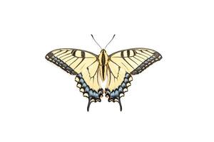 Close-up of a Swallowtail Butterfly on a White Background photo