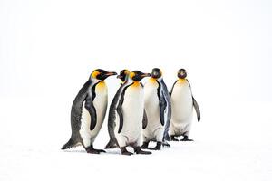 King Penguins Walking on Snow photo