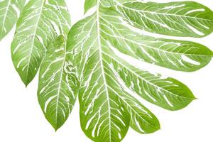 Variegated Monstera Leaf on White Background photo