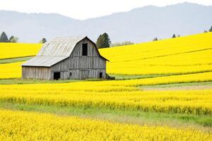 Old Barn in a Field of Yellow Flowers photo