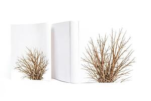 Blank White Paper with Dry Branch Isolated on White Background photo