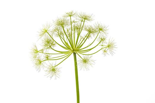 de cerca de un verde flor vástago con delicado aerosoles foto