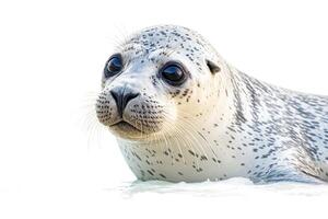 Close-up of a Harbor Seal with Curious Expression photo