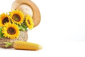 Sunflowers, Corn and Straw Hat on a White Background photo