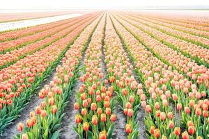 Rows of Peach Tulips in a Dutch Field photo