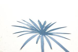 Palm Tree Shadow on White Sand photo