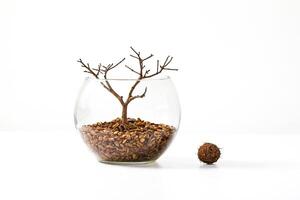 Bare Branch Tree in a Glass Vase with Brown Pebbles photo