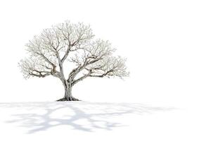 Bare Tree in Winter with a Shadow photo