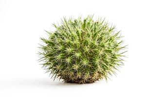 Close-up of a Green Cactus with Sharp Spines on a White Background photo