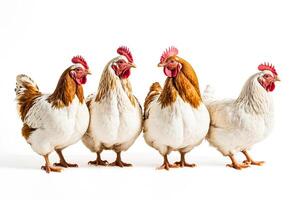 Four Chickens Standing in a Row photo
